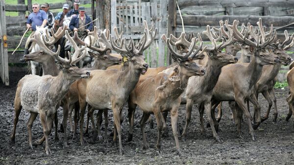 La región de Altay cría ciervos para aprovechar sus cuernos - Sputnik Mundo