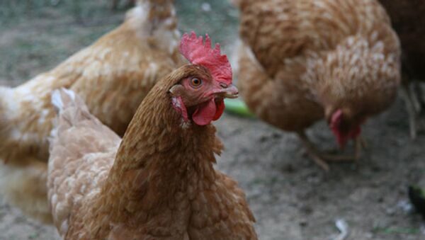 China sacrifica más de 156.000 pollos por gripe aviar - Sputnik Mundo