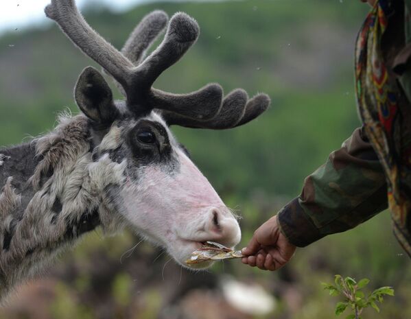Campamento veraniego de criadores de renos en Kamchatka - Sputnik Mundo