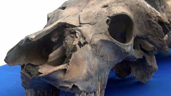 Arqueólogos hallan en Bakú restos de hienas y rinocerontes de hace 50.000 años - Sputnik Mundo