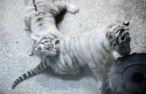 Tres cachorros de tigre blanco nacen en el zoológico de Ekaterimburgo - Sputnik Mundo