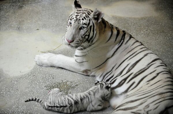 Tres cachorros de tigre blanco nacen en el zoológico de Ekaterimburgo - Sputnik Mundo