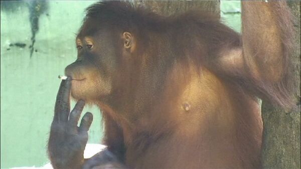 La hembra orangután Tori hace primeros pasos para dejar de fumar - Sputnik Mundo