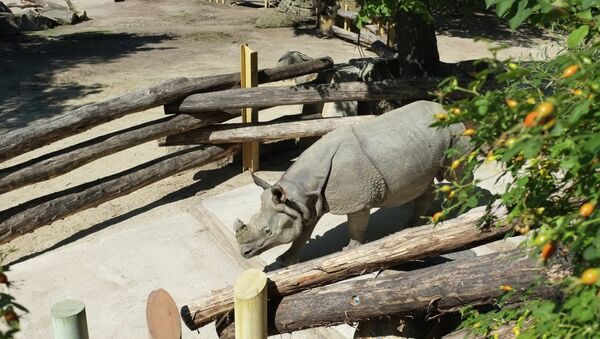 Un rinoceronte - Sputnik Mundo