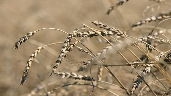 El ministerio ruso corrige a la baja el pronóstico de la cosecha de cereales de 2012 - Sputnik Mundo