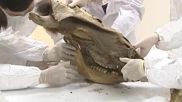 Científicos estudian piel y huesos de mamut descubiertos en Yakutia - Sputnik Mundo
