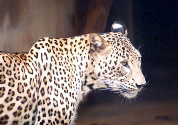 Defensores de animales anuncian campaña para proteger al leopardo de Cáucaso - Sputnik Mundo