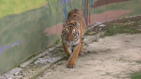 Tigre abandonado en Moscú encuentra nuevo hogar en zoológico de Yaroslavl - Sputnik Mundo