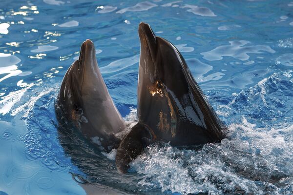 Delfines (archivo) - Sputnik Mundo