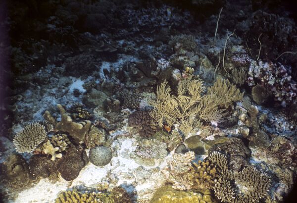 Vertidos ponen en peligro un 80% de los arrecifes de coral de Brasil - Sputnik Mundo