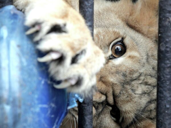La “novia” de león africano llega al zoológico de San Petersburgo - Sputnik Mundo