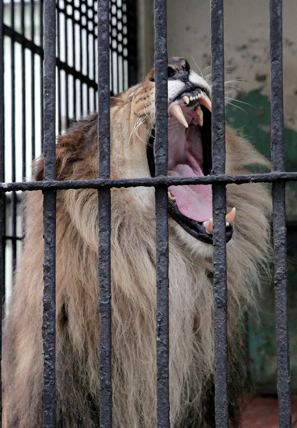 La “novia” de león africano llega al zoológico de San Petersburgo - Sputnik Mundo