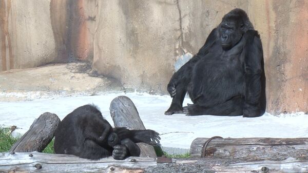 Gorila toma baños de sol en el Zoológico de Moscú - Sputnik Mundo