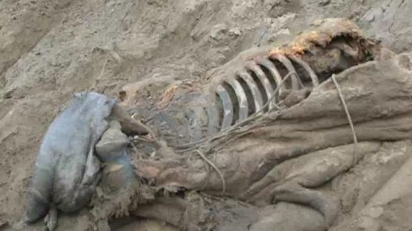 Un cadáver de mamut de media tonelada de peso fue encontrado en Rusia - Sputnik Mundo