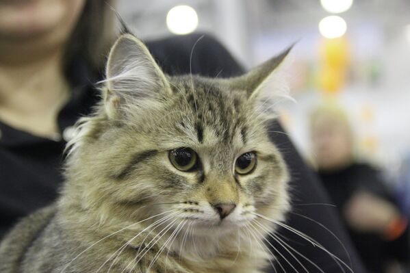 Exposición de gatos Expokot 2012 en Moscú - Sputnik Mundo