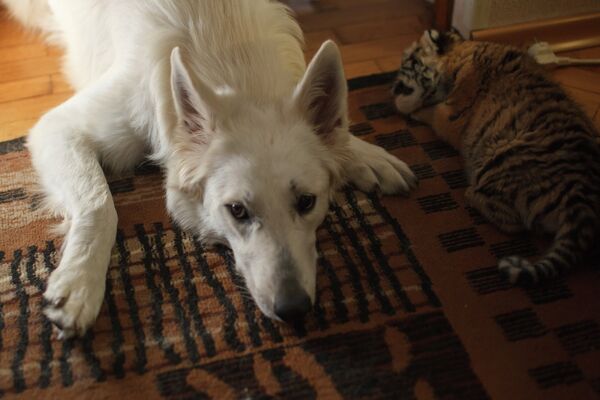 Una perra adopta a tres cachorros de tigre siberiano - Sputnik Mundo