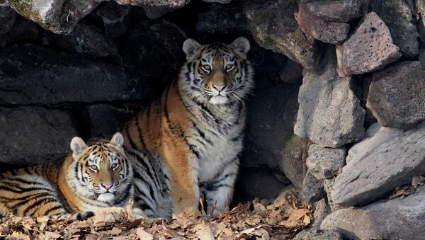 Rusia se propone entregar a Irán dos tigres siberianos - Sputnik Mundo
