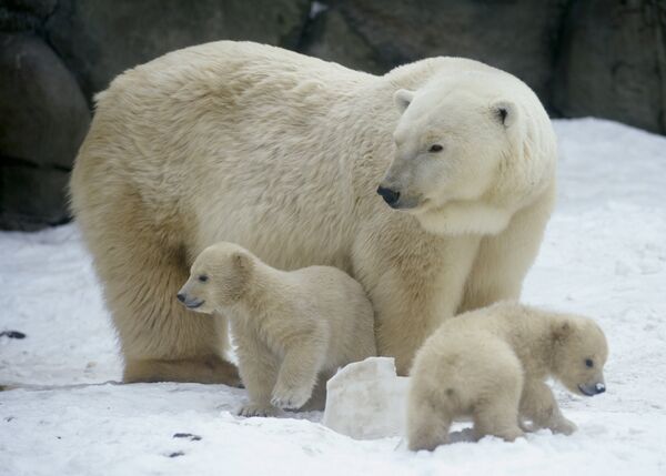 El Ártico vive un “baby boom” con el nacimiento de 5.000 crías de oso polar - Sputnik Mundo