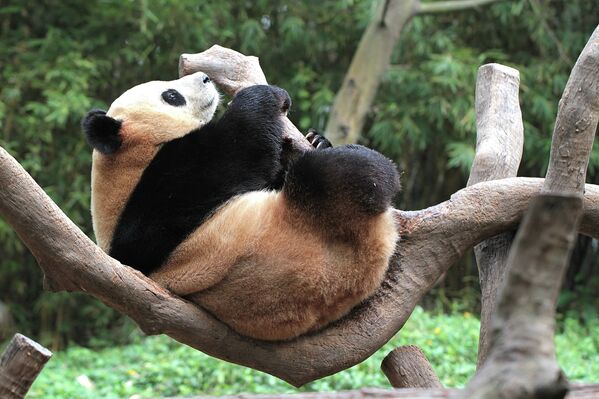 La vida secreta de pandas gigantes en el Parque Safari Chimelong de China - Sputnik Mundo
