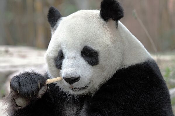 La vida secreta de pandas gigantes en el Parque Safari Chimelong de China - Sputnik Mundo