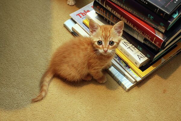 Dueños de gato cleptómano publican anuncios para devolver lo robado. (Archivo) - Sputnik Mundo