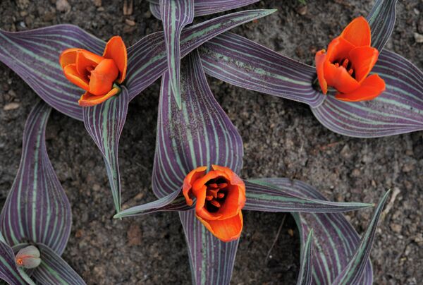 Tulipán, símbolo de la primavera - Sputnik Mundo