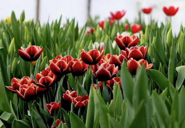 Tulipán, símbolo de la primavera - Sputnik Mundo