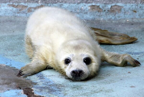 Сría de foca gris en el zoológico de Kaliningrado - Sputnik Mundo