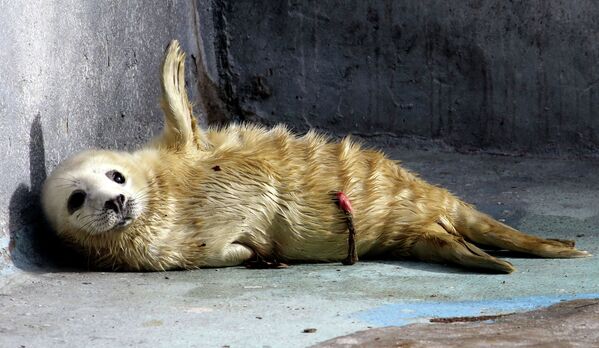Сría de foca gris en el zoológico de Kaliningrado - Sputnik Mundo