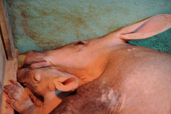 Cría de cerdo hormiguero en el zoológico de Ekaterimburgo - Sputnik Mundo