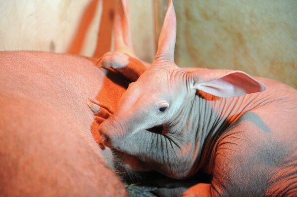 Cría de cerdo hormiguero en el zoológico de Ekaterimburgo - Sputnik Mundo
