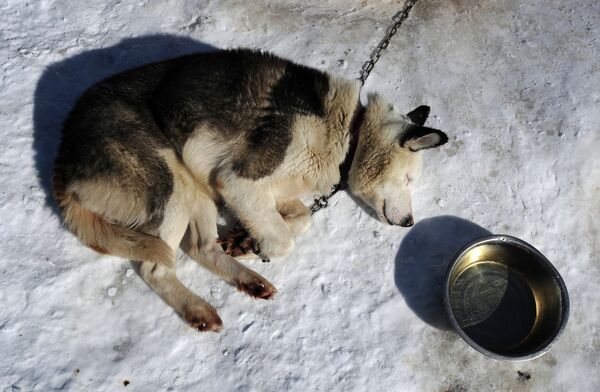 Expedición polar en trineos tirados por perros - Sputnik Mundo