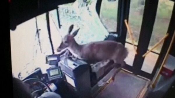 Un ciervo atraviesa el parabrisas de un autobús en plena marcha - Sputnik Mundo