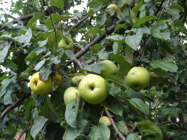 Agrarios polacos regalan manzanas a funcionarios de la UE durante una protesta - Sputnik Mundo