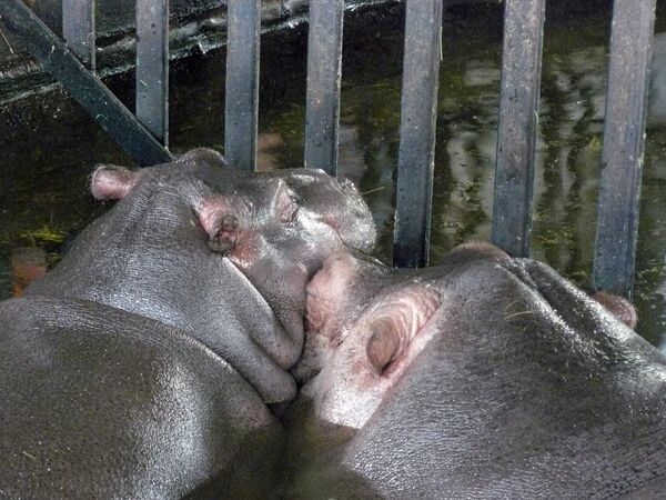 Hipopótamos en el zoológico del Kaliningrado (archivo) - Sputnik Mundo