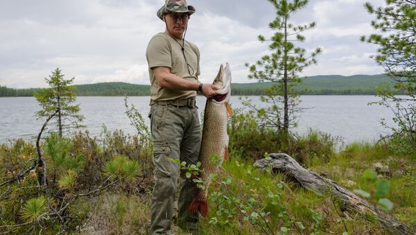 El presidente ruso, Vladímir Putin, durante la pesca - Sputnik Mundo