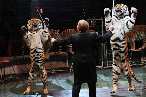 El tigre, un gran felino en peligro de extinción - Sputnik Mundo