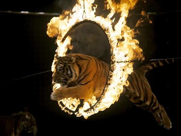 El tigre, un gran felino en peligro de extinción - Sputnik Mundo