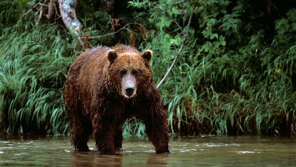 Buscan en Siberia explicaciones a repentinas “gamberradas” de los osos - Sputnik Mundo