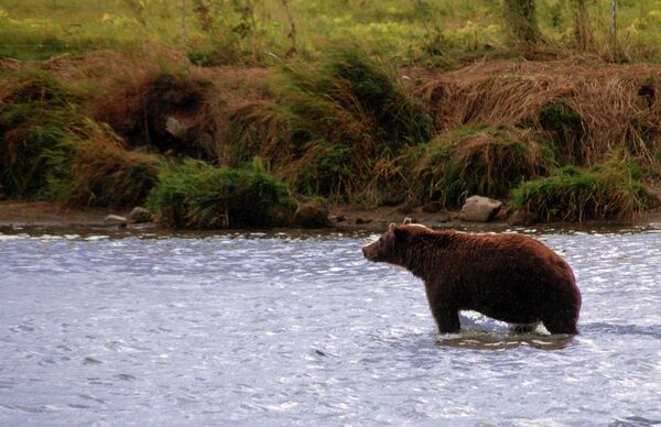 Buscan en Kamchatka a un oso que mató y comió a un lugareño - Sputnik Mundo