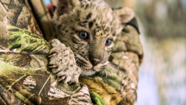 Cachorros del leopardo persa en el Parque Nacional de Sochi - Sputnik Mundo