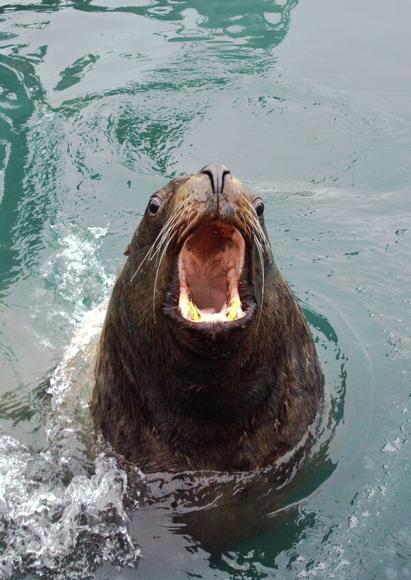 La foca, mascota favorita de la Armada de Rusia - Sputnik Mundo