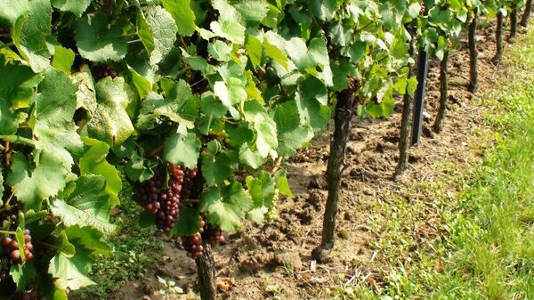 Expertos auguran escasez de vino por la caída de producción en el Mediterráneo - Sputnik Mundo