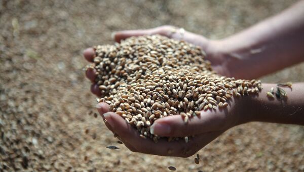 Rusia produjo 92,4 millones de toneladas de cereales en 2013 - Sputnik Mundo