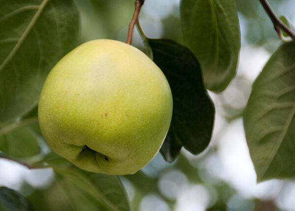 Comer una manzana al día ayuda a prevenir el infarto, según estudio - Sputnik Mundo