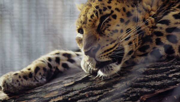 Policías de Moscú devuelven el leopardo decomisado a su dueño - Sputnik Mundo
