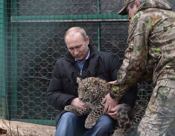 Vladímir Putin visita un leopardo - Sputnik Mundo