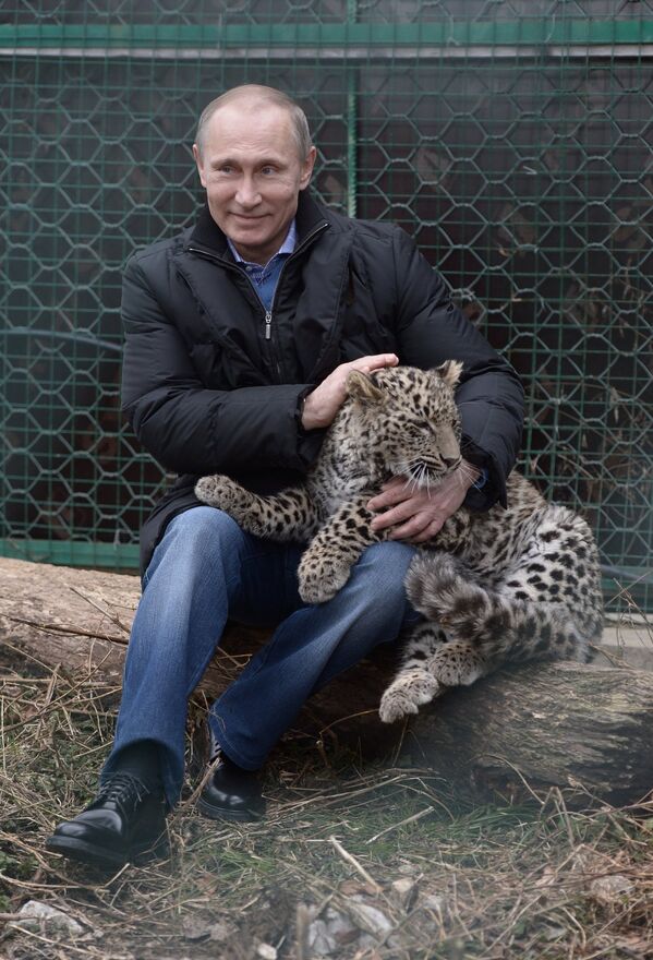 Vladímir Putin visita un leopardo - Sputnik Mundo