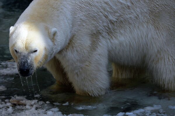Paseo de un osito polar en el zoológico de Novosibirsk - Sputnik Mundo