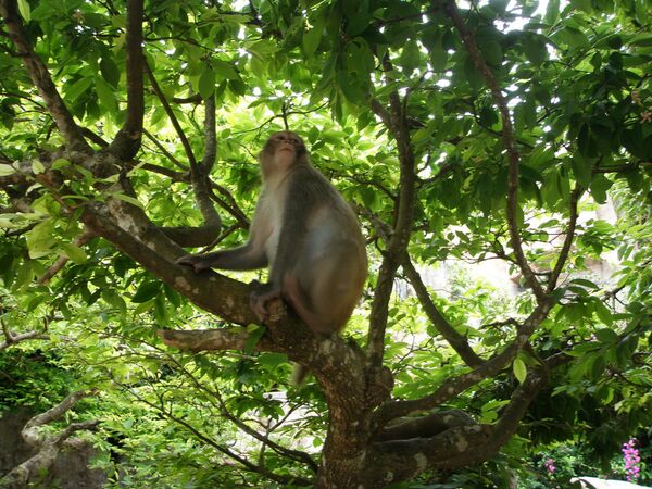 Isla del Coco, de los Monos y otros rincones deshabitados del mundo - Sputnik Mundo